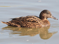 possible Meller's Duck